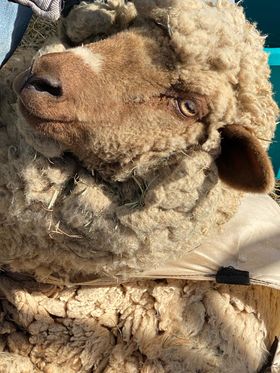 The Adventures of&nbsp;Lisa